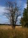 IMG-1138.JPG