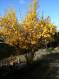 IMG-0700.JPG