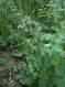 IMG-1391.JPG