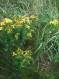 IMG-1404.JPG